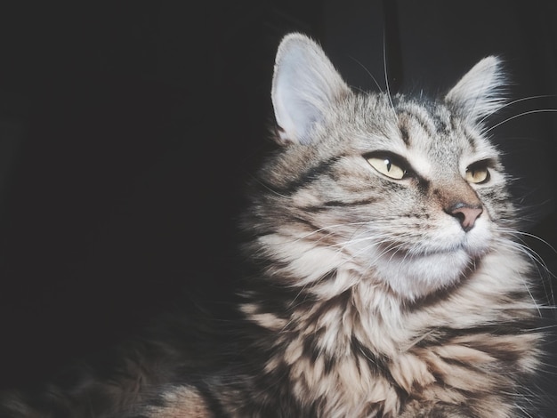 Prossimo piano del gatto