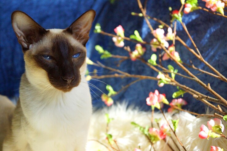 Foto prossimo piano del gatto