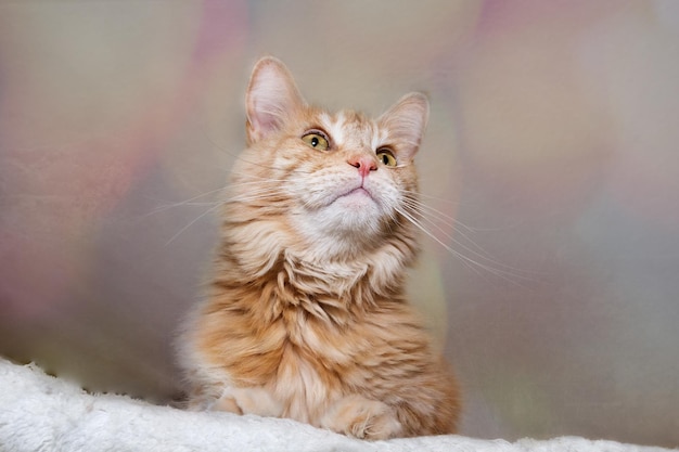 Prossimo piano del gatto