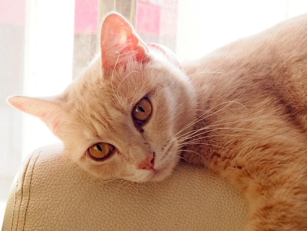 Prossimo piano del gatto
