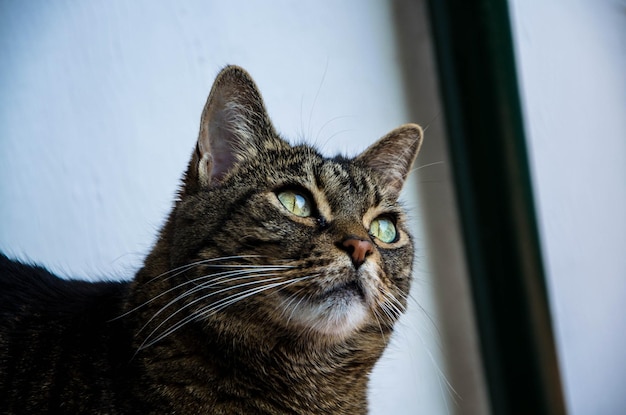 Prossimo piano del gatto