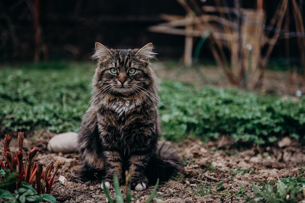 Prossimo piano del gatto