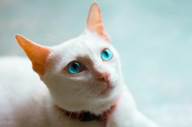 Prossimo piano del gatto