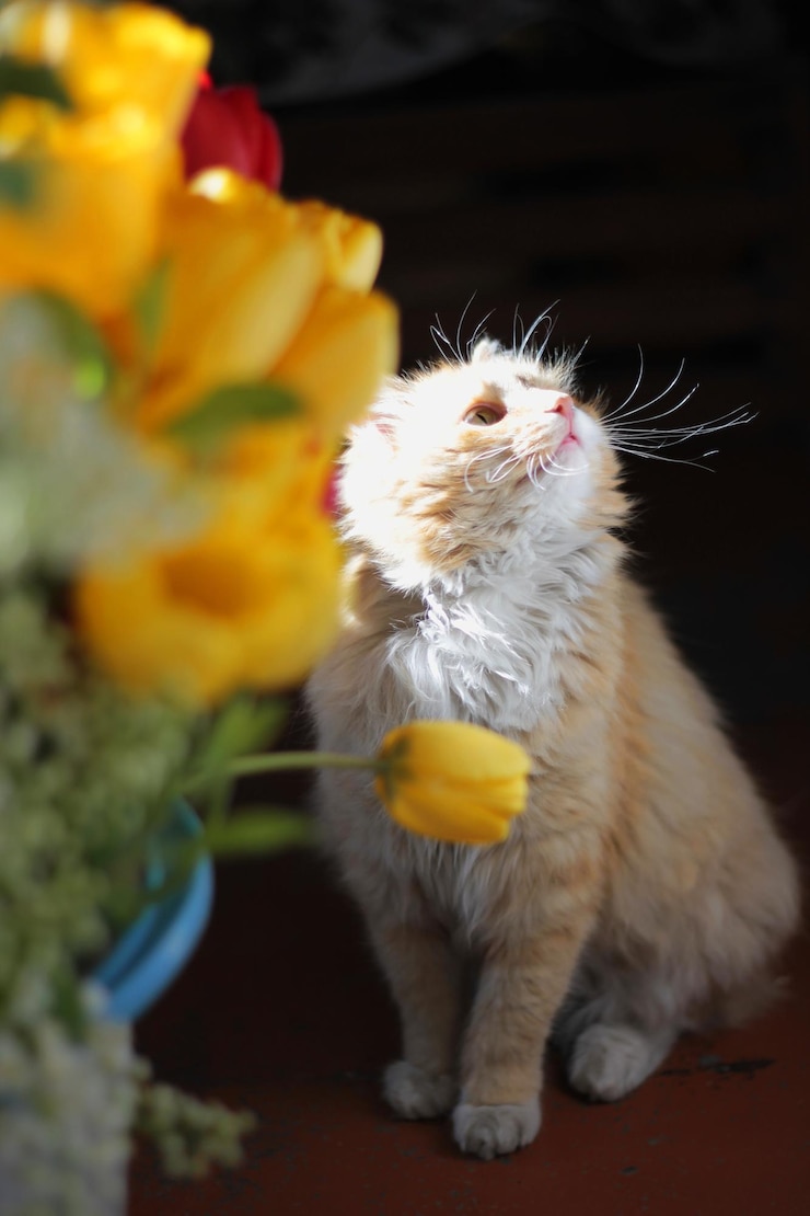 Foto prossimo piano del gatto