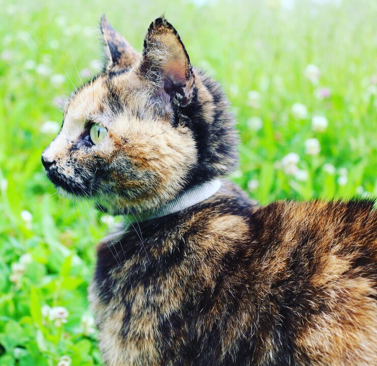 Foto prossimo piano del gatto