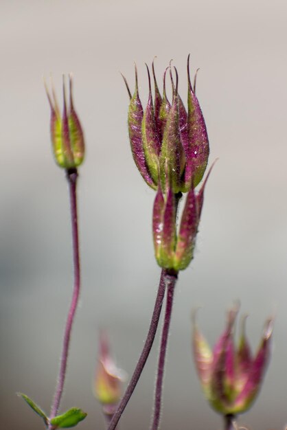 Prossimo piano del germoglio del fiore rosa