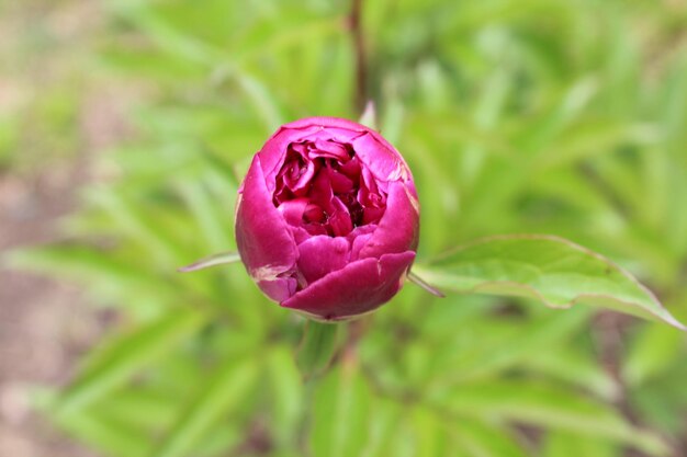 Prossimo piano del germoglio di una rosa rosa