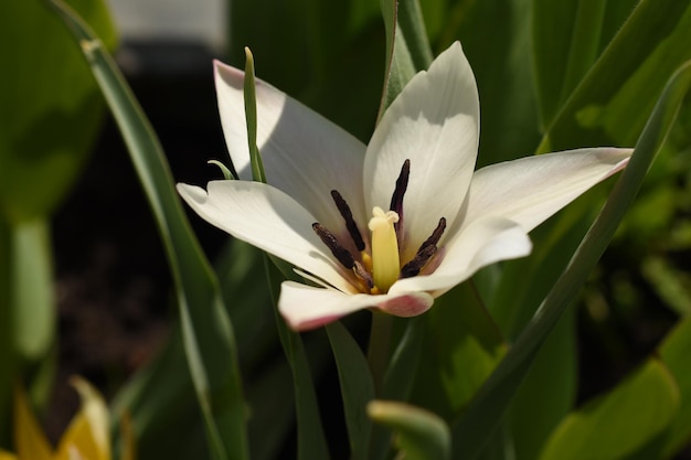 Prossimo piano del giglio bianco