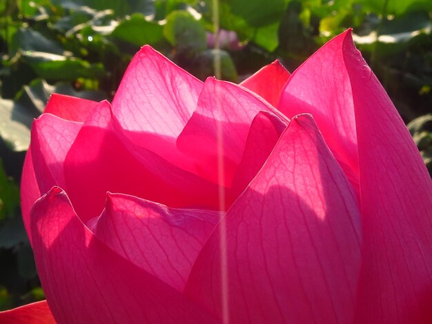 Prossimo piano del giglio d'acqua del loto rosa