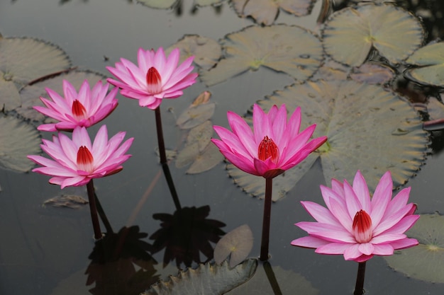 Prossimo piano del giglio d'acqua del loto rosa