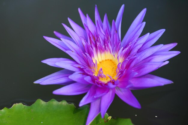 Prossimo piano del giglio d'acqua viola