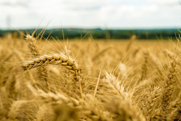 Prossimo piano del grano che cresce sul campo