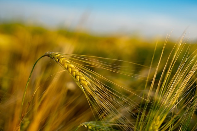 Prossimo piano del grano che cresce sul campo