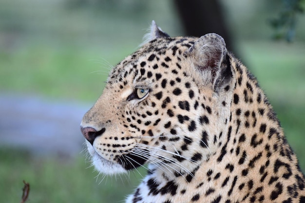 Prossimo piano del leopardo