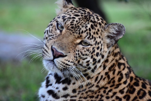 Prossimo piano del leopardo