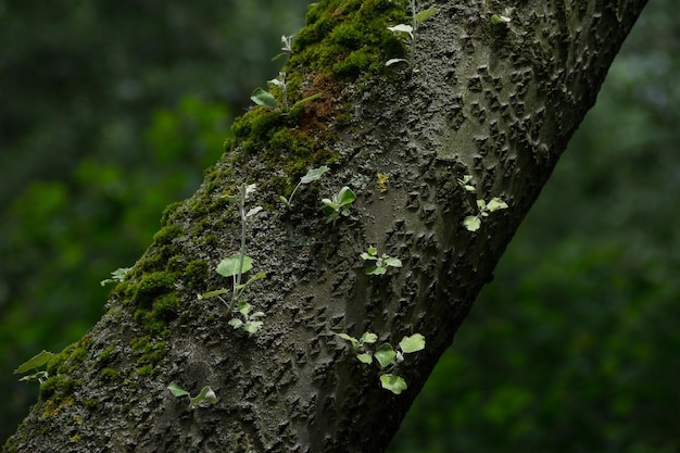 Prossimo piano del muschio che cresce sul tronco dell'albero