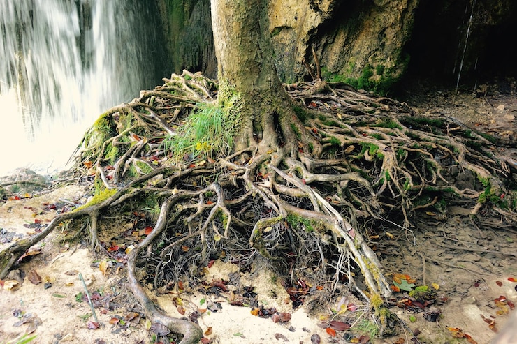 Foto prossimo piano del muschio che cresce sul tronco dell'albero