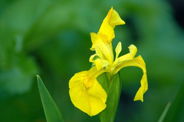 Prossimo piano del narcisse giallo