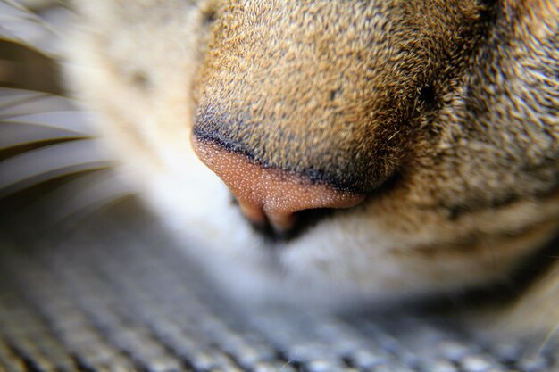 Prossimo piano del naso del gatto