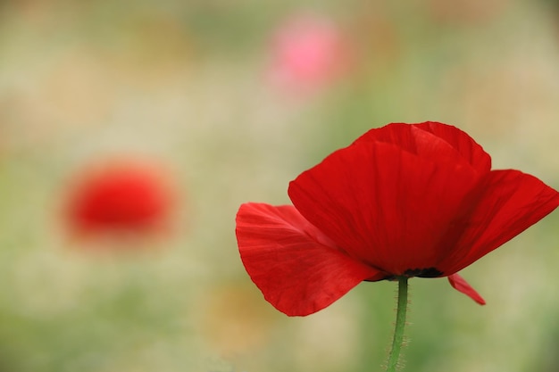 Prossimo piano del papavero rosso