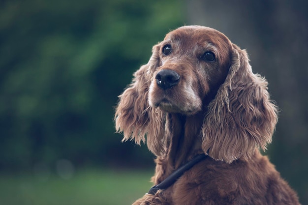 Prossimo piano del setter irlandese