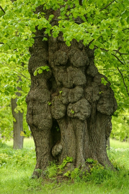 Prossimo piano del tronco dell'albero sul campo