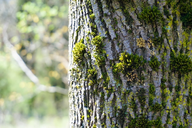 Prossimo piano del tronco dell'albero