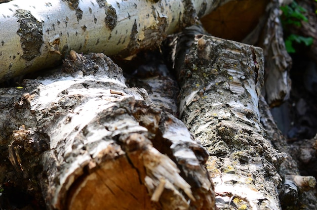 Prossimo piano del tronco dell'albero