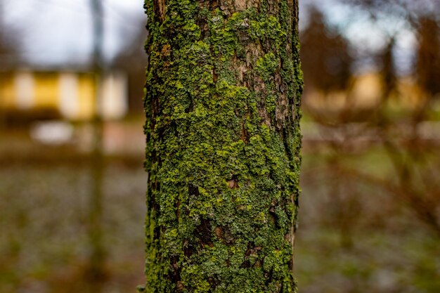 Prossimo piano del tronco dell'albero