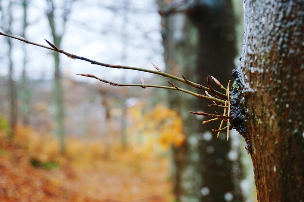 Prossimo piano del tronco dell'albero