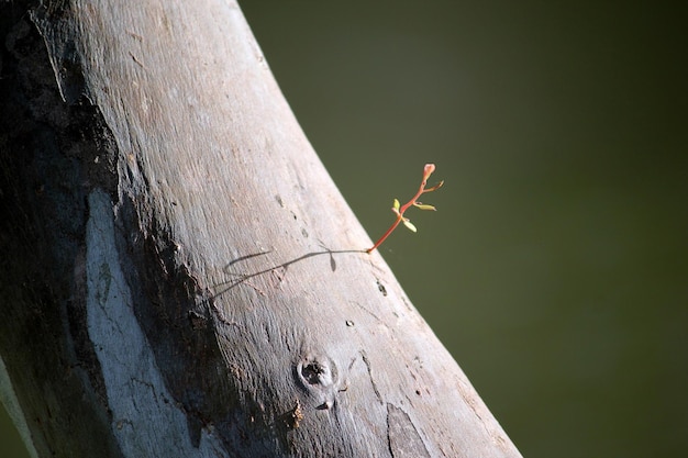 Prossimo piano del tronco dell'albero