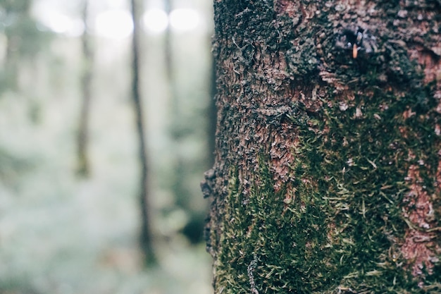 Prossimo piano del tronco di un albero nella foresta