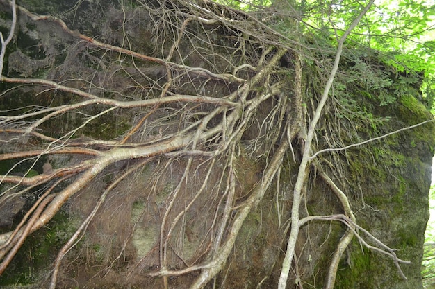 Prossimo piano del tronco di un albero nella foresta