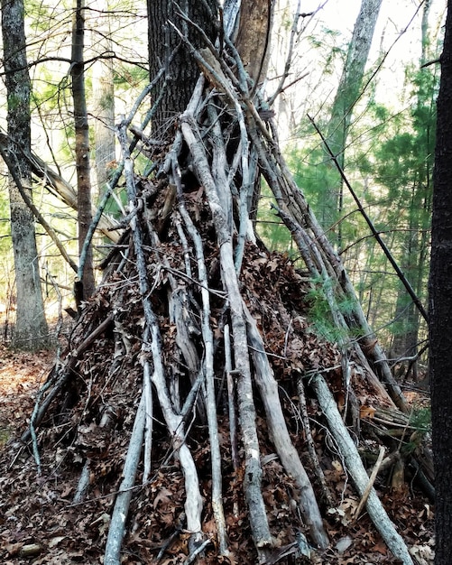 Prossimo piano del tronco di un albero nella foresta