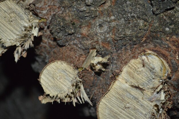 Prossimo piano del tronco sull'albero