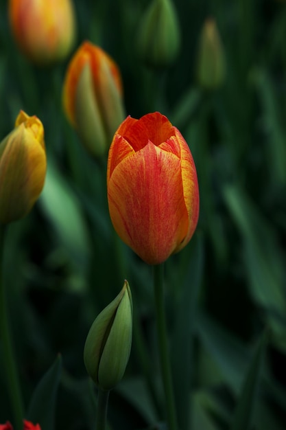 Prossimo piano del tulipano rosso