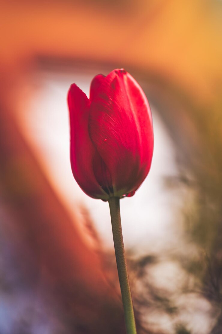 Foto prossimo piano del tulipano rosso