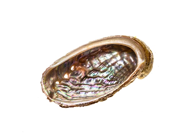 Prossimo piano dell'abalone su uno sfondo bianco
