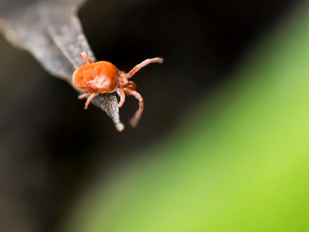 Prossimo piano dell'acaro del velluto rosso su foglia secca