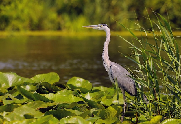 Prossimo piano dell'airone grigio vicino all'acqua