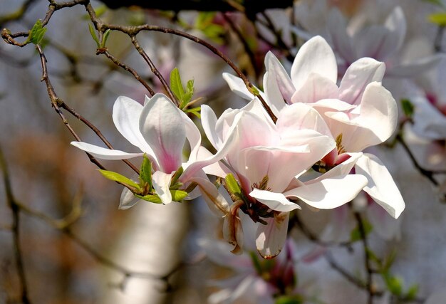 Prossimo piano dell'albero bianco in fiore di ciliegio