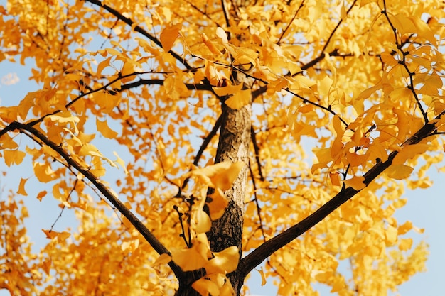 Prossimo piano dell'albero d'autunno