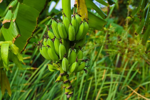 Prossimo piano dell'albero di banane