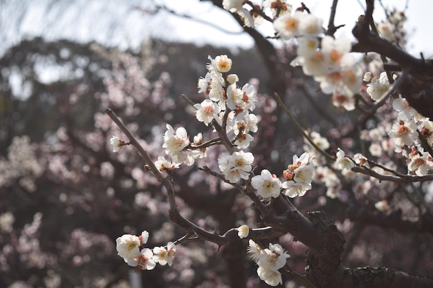 Prossimo piano dell'albero in fiore di ciliegio