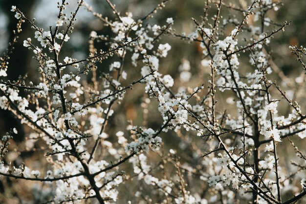 Prossimo piano dell'albero in fiore di ciliegio