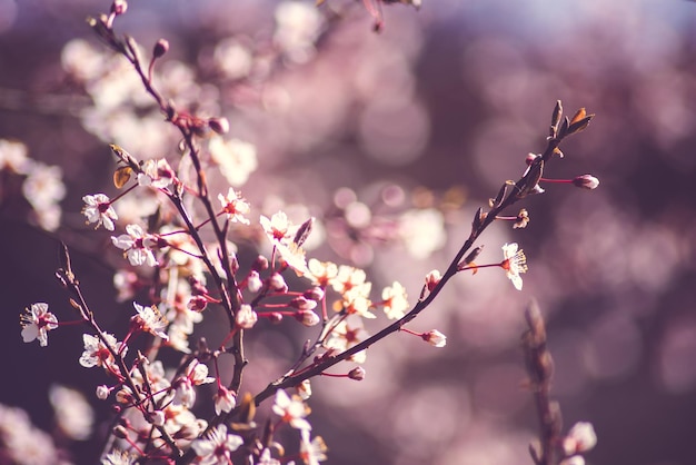 Prossimo piano dell'albero in fiore di ciliegio