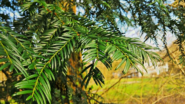 Prossimo piano dell'albero