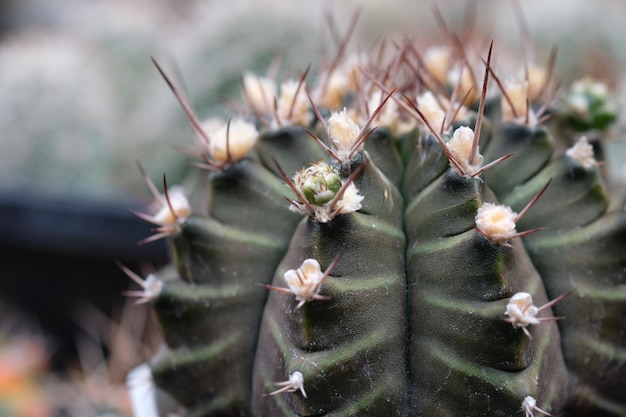 Prossimo piano dell'ananas