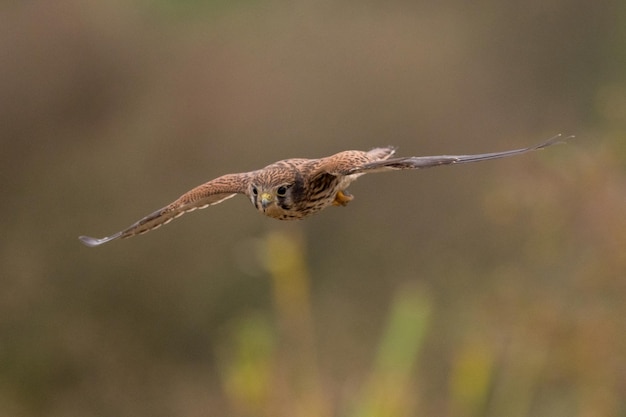 Prossimo piano dell'aquila in volo