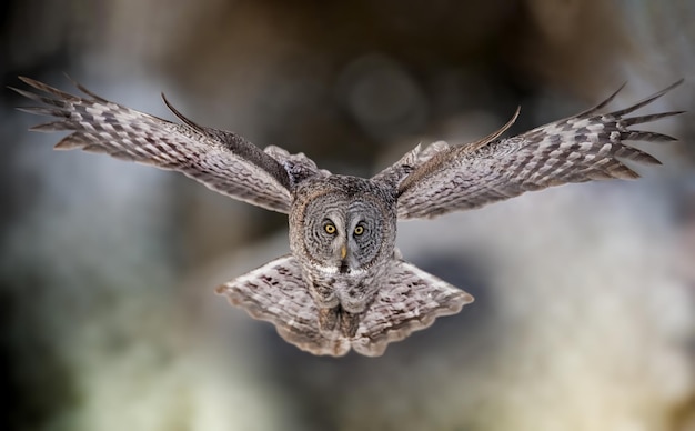 Prossimo piano dell'aquila in volo